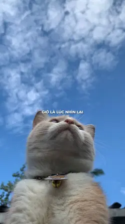 Giờ Là Lúc Nhìn Lại