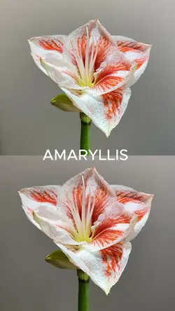 Flower collage