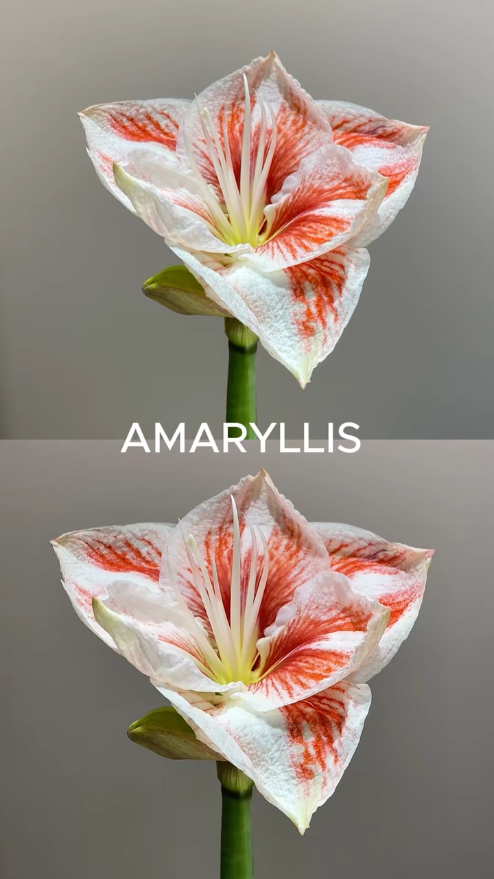 Flower collage 