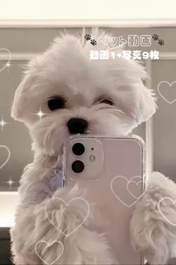 愛犬紹介🐶‎🤍