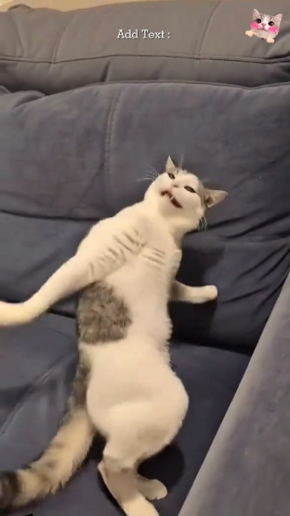 Chat mignon