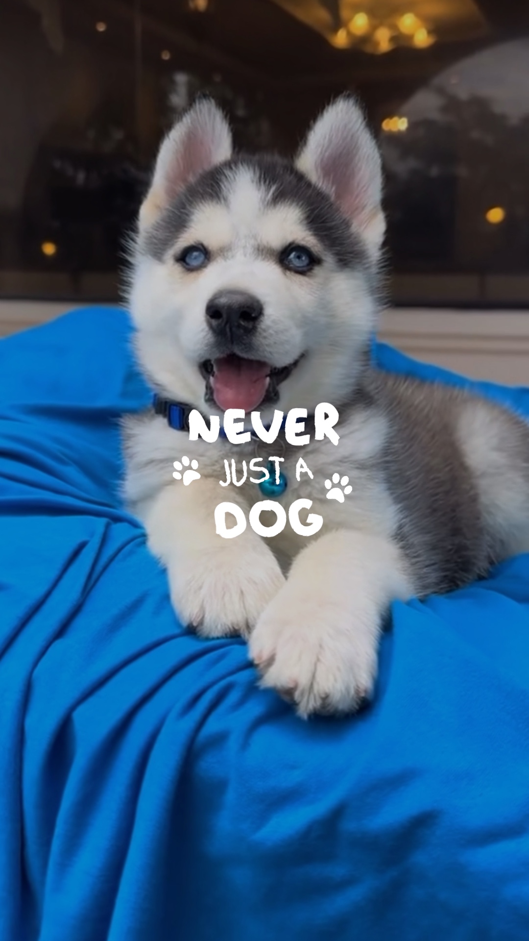 Niemals nur ein Hund