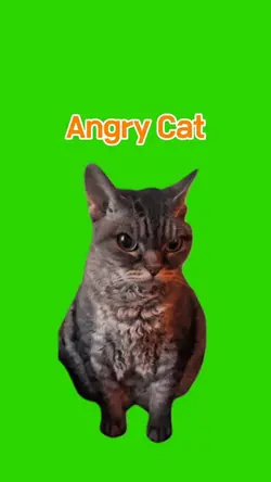 Angry Cat