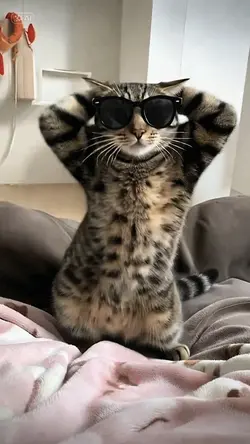 pet dance 