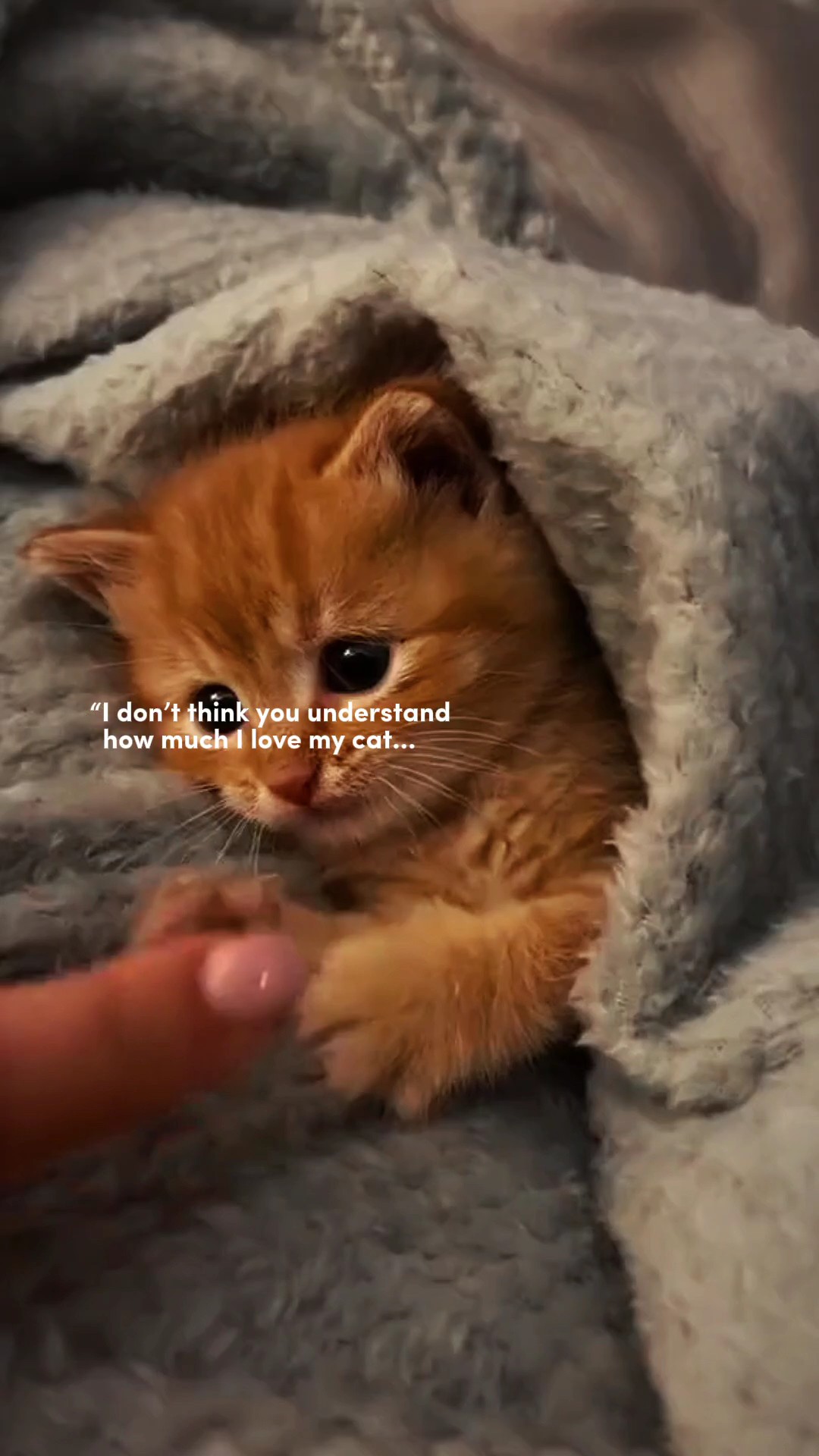Estética De Despejo De Animais De Estimação 