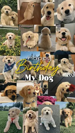 Birthday my dog