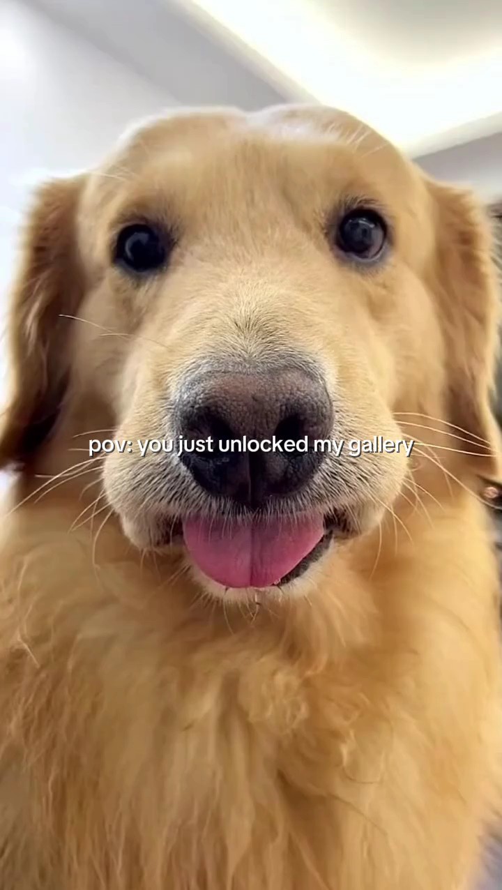 Lindas vibraciones de animales