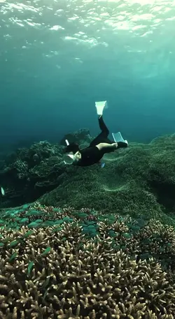 Sea Dive Edit