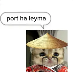 Chinese cat