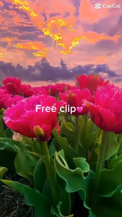 Free clip💕