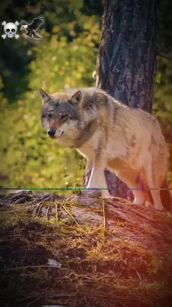 Zuban Pr Ni Ana chye