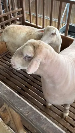 Menikmati Proses