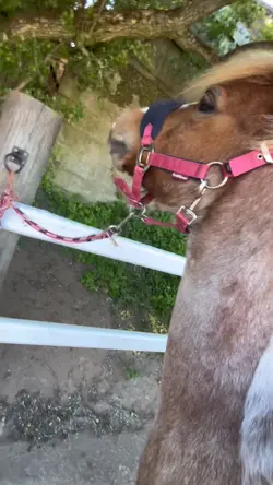 Horse slow mo 