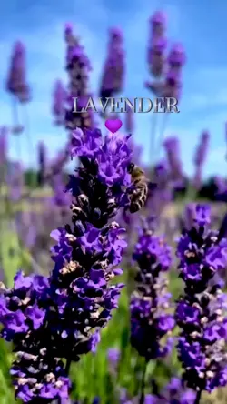 Lavender
