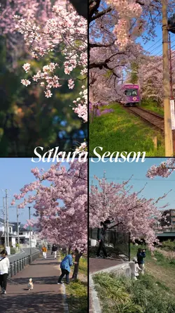 sakura season