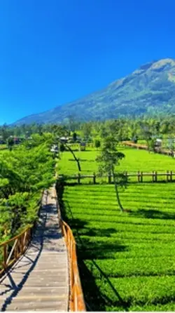 📍Kebun Teh Sikatok