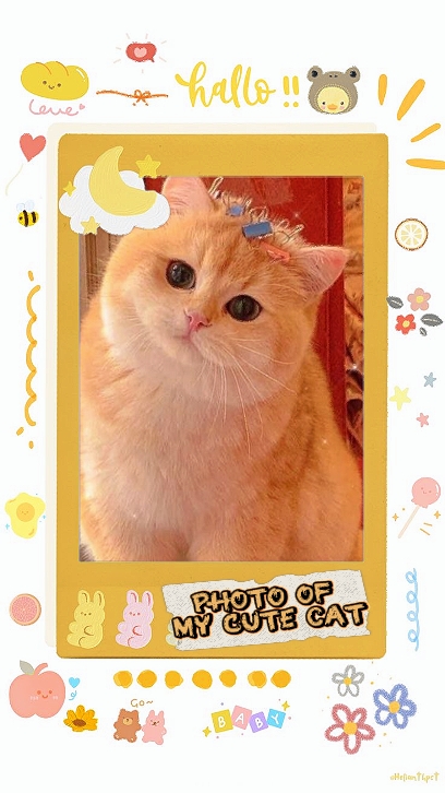 Foto De Mi Lindo Gato