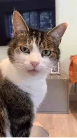 Angry Cat🐱 | Meow