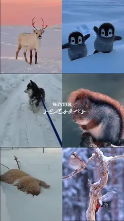 winter seasons