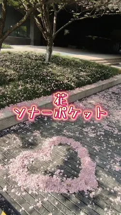 花
ソナーポケット