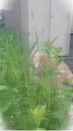 音ハメ