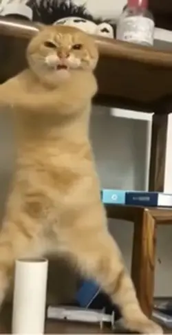 Ai cat dance