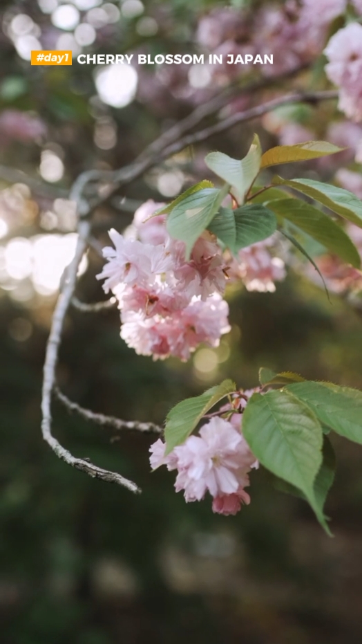 Flor de Cerezo