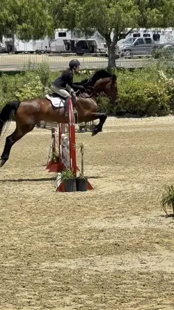 Showjumping😝NOT REAL