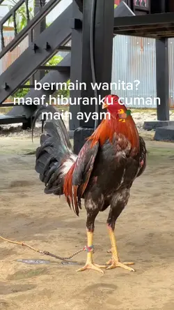 story ayam