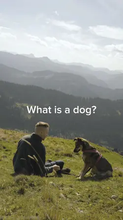 What is a dog? 