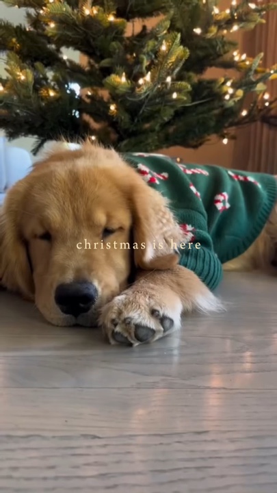 Christmas pet