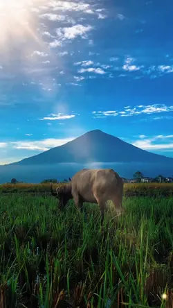 1vidio pegunungan