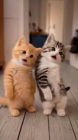 funny cat video 
