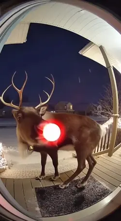 THIS IS JUST AI DEER