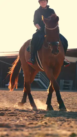 Horse Edit