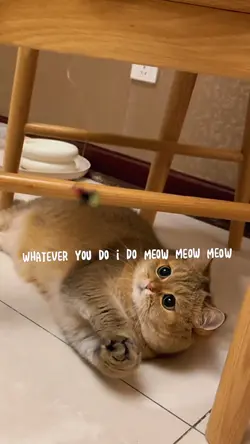 Cute cat