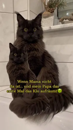 Katzenklo