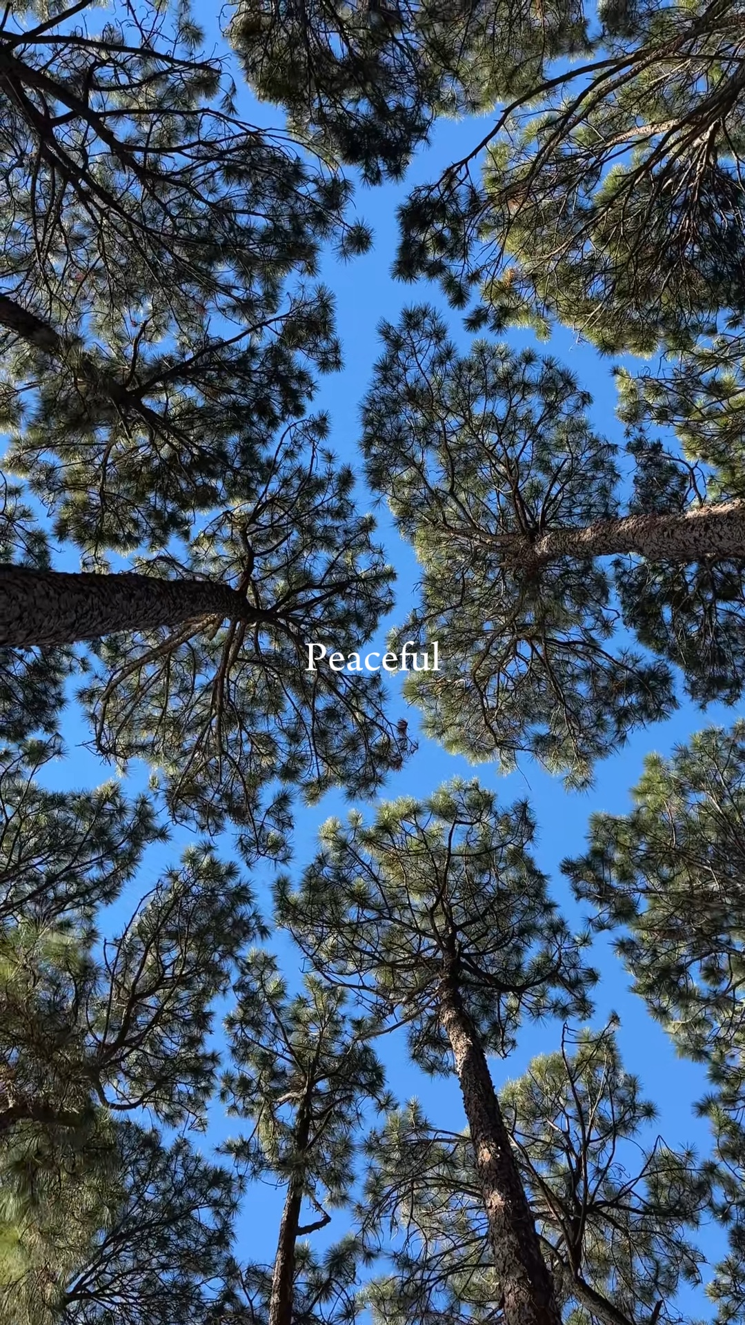 Pacífico