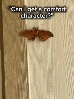 Comfort character!!!