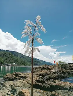 San Ricardo,so.leyte