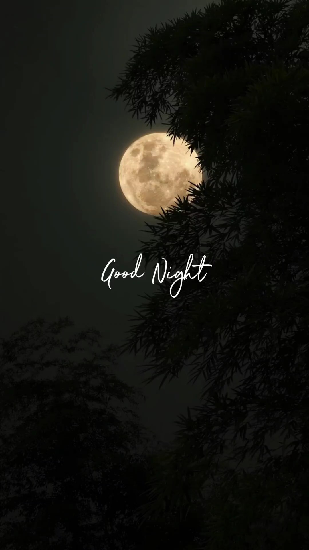 Goos Night