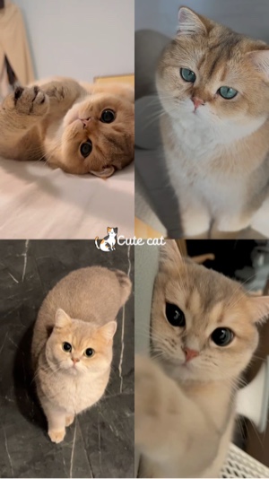 Foto dan Video Kucing