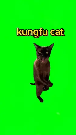 kungfu cat