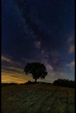 Tree Orbit