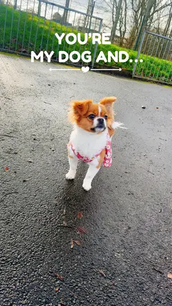 Youβre my dog