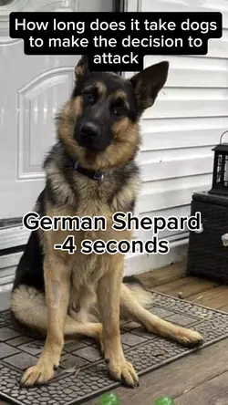Dog’s decisio