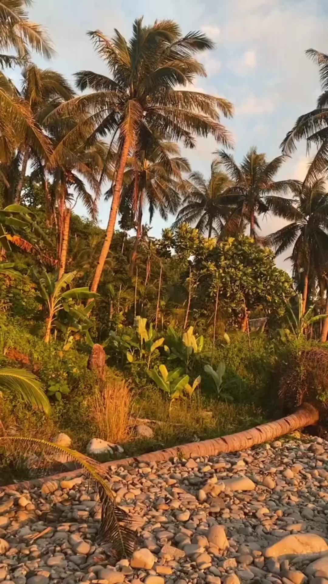 LDR