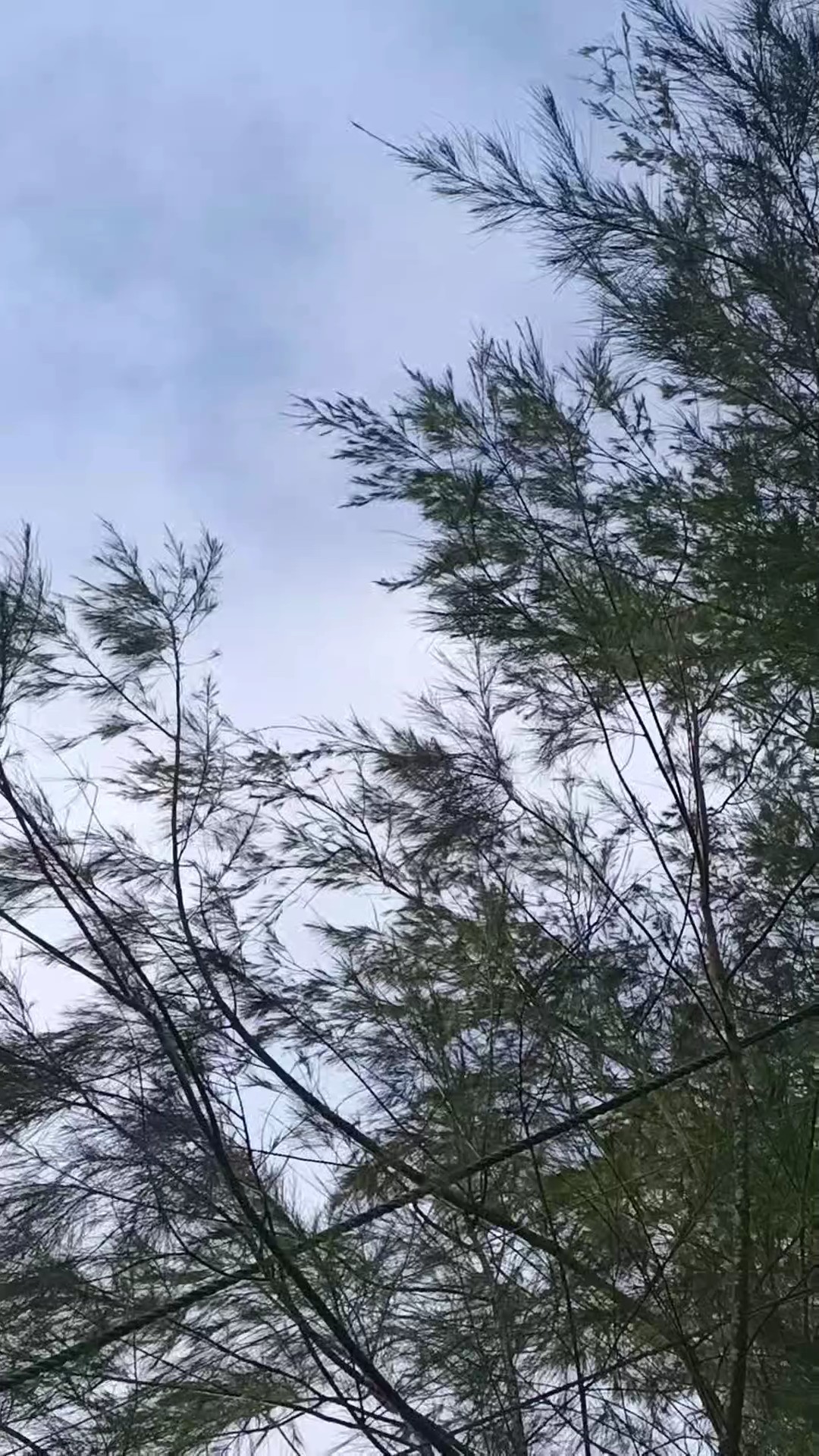 Natureza cinematográfica