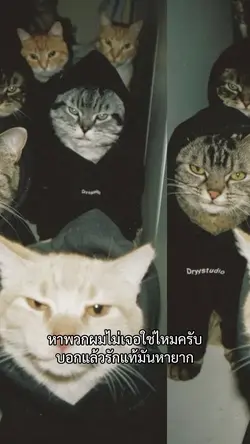ตามนั่นแหละ🤣