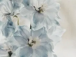 𝓟ꪱntυ𐑾ᧉ . ੭୧